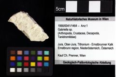 Foto (Objket + Etiketten) von Decapoda indet. 